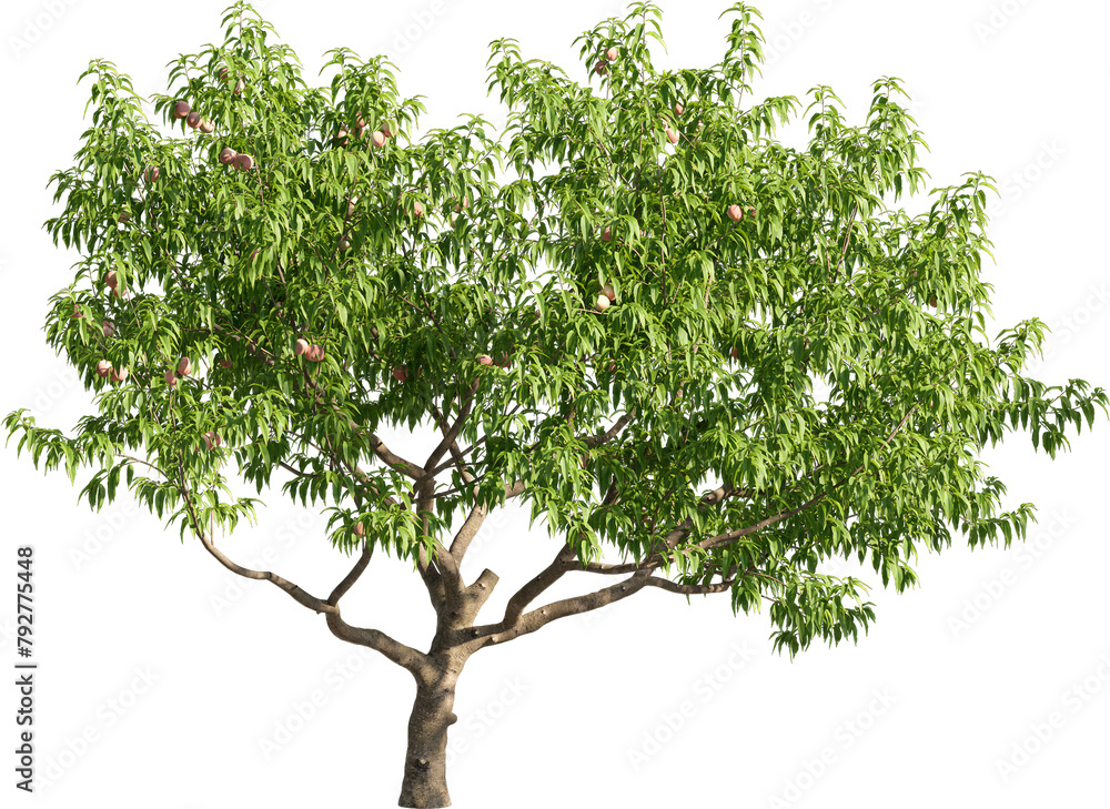Poster realistic 3d rendering of a tree on transparent background, suitable for architecture visualization,