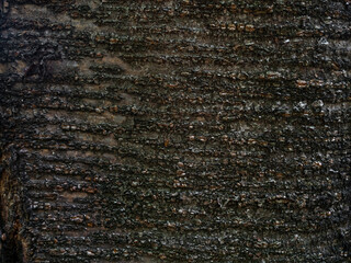 Relief texture old tree bark dark background closeup wood