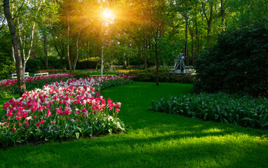 Spring flower park  in the sunlight