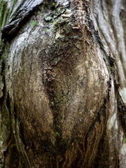 Big gnarl in shape of a female genital on a tree trunk deep into the forest