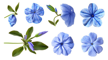 Plumbago floral collection in high-resolution 3D digital art. Isolated on transparent background, top view flat lay design elements for botanical illustrations. Natural beauty in vibrant blue blooms.