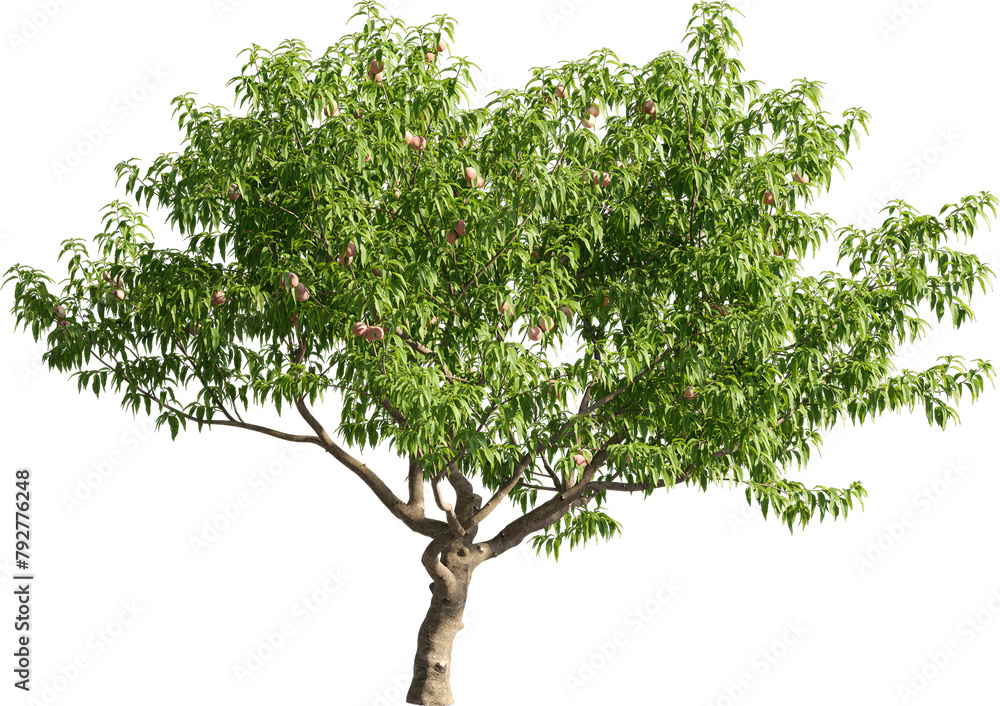 Poster realistic 3d rendering of a tree on transparent background, suitable for architecture visualization,