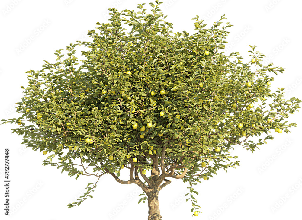 Aufkleber realistic 3d rendering of a tree on transparent background, suitable for architecture visualization,