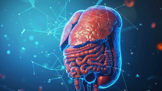 Human liver anatomy illustrated