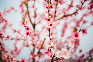 Selective focus of beautiful branches, pink blooming peach or apricot on a tree under a blue sky, Beautiful cherry blossoms during the spring season in the park.