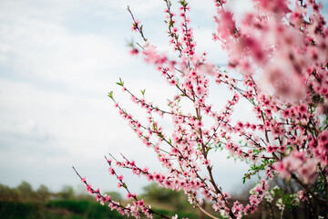 Selective focus of beautiful branches, pink blooming peach or apricot on a tree under a blue sky, Beautiful cherry blossoms during the spring season in the park.