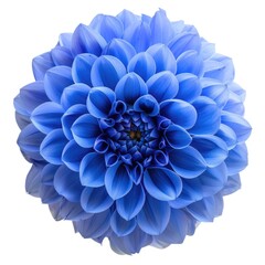 Blue Dahlia Flower Isolated on White Background for Wedding and Summer Trends - Symbol of New Beginning and Vibrant Colours - obrazy, fototapety, plakaty