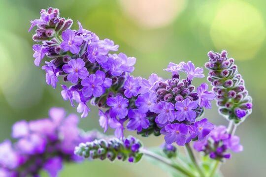 Blue Verbena Hastata with Beautiful Purple Blooms Blossoming on Blurred Background. Ideal for Beauty, Nature, and Bee-related Concepts