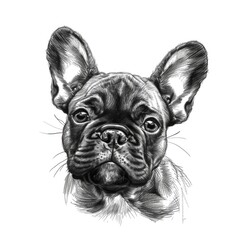 Bulldog Sketch on White Background - French Bulldog Portrait. Adorable Puppy of Canine Family. Best Friend and Loyal Pet for Animal Lovers - obrazy, fototapety, plakaty