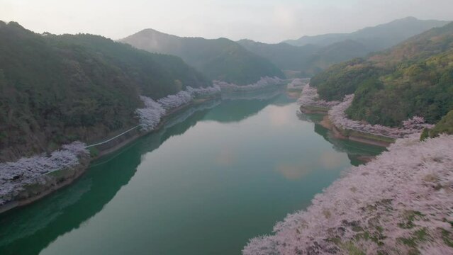 A fly over Niwaki Dam during cherry blossom season in Saga Prefecture, Kyushu, Japan