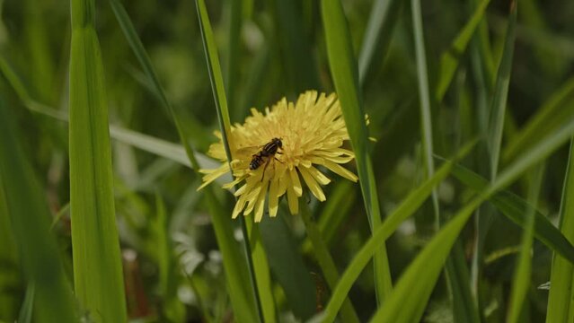 Close up of a bee feeding from a dandelion flower