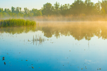 Fototapeta na wymiar The edge of a misty lake with reed in wetland in sunlight at sunrise in springtime, Almere, Flevoland, The Netherlands, April 23, 2024