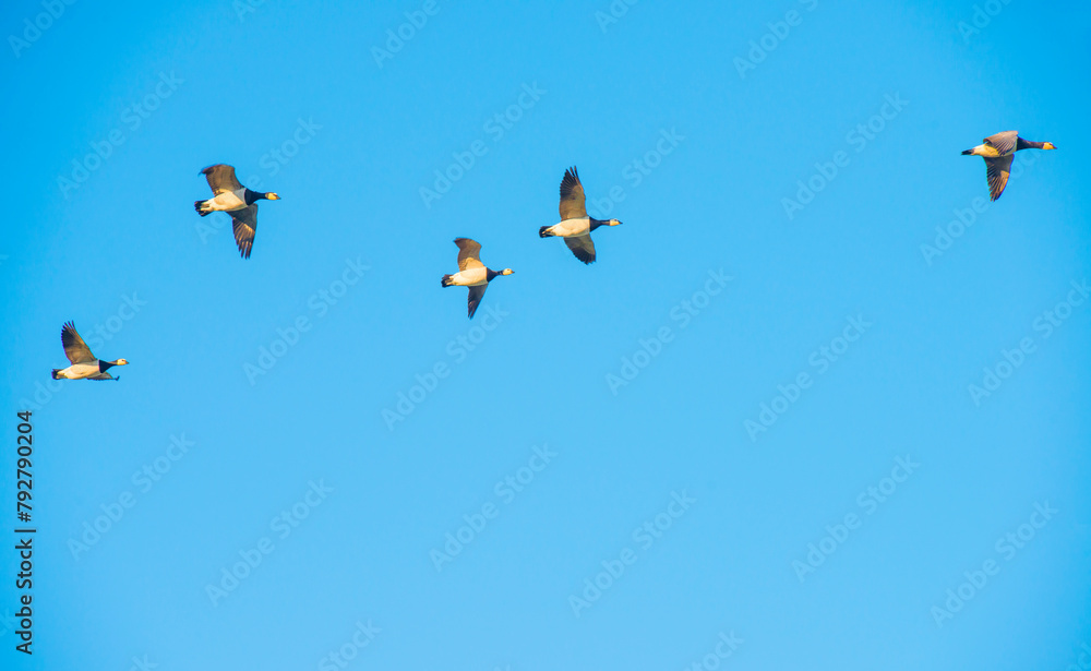 Wall mural Birds flying in a blue colored sky at sunrise in springtime, Almere, Flevoland, The Netherlands,  April 23, 2024