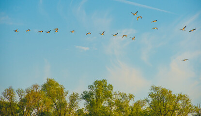 Birds flying in a blue colored sky at sunrise in springtime, Almere, Flevoland, The Netherlands, ...