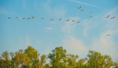 Birds flying in a blue colored sky at sunrise in springtime, Almere, Flevoland, The Netherlands,  April 23, 2024