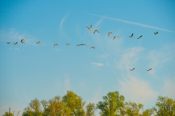 Birds flying in a blue colored sky at sunrise in springtime, Almere, Flevoland, The Netherlands,  April 23, 2024
