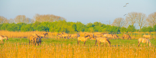 Horses in a field in wetland at sunrise in springtime, Almere, Flevoland, The Netherlands, April 23, 2024 © Naj