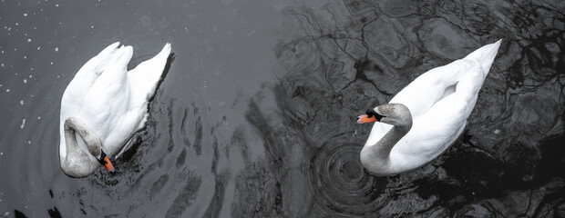 A pair of white swans gracefully navigate the ripple textures of a tranquil lake. Top view.