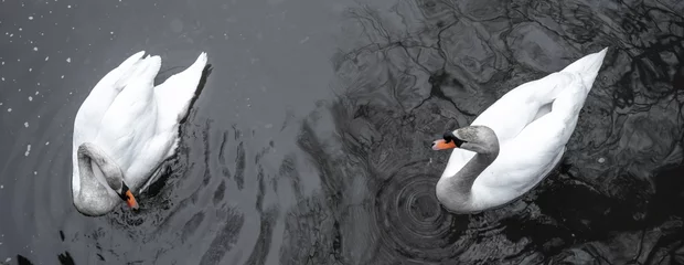 Foto op Plexiglas A pair of white swans gracefully navigate the ripple textures of a tranquil lake. Top view. © pyty
