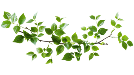 green leaf isolated on white background