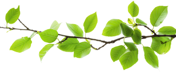 green leaf isolated on white background