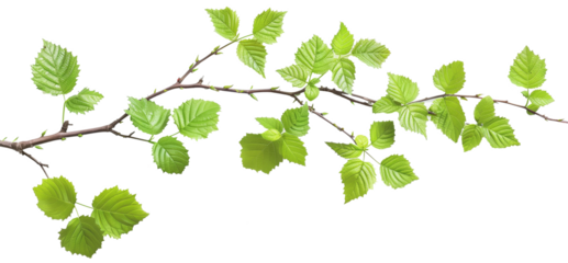 green leaf isolated on white background