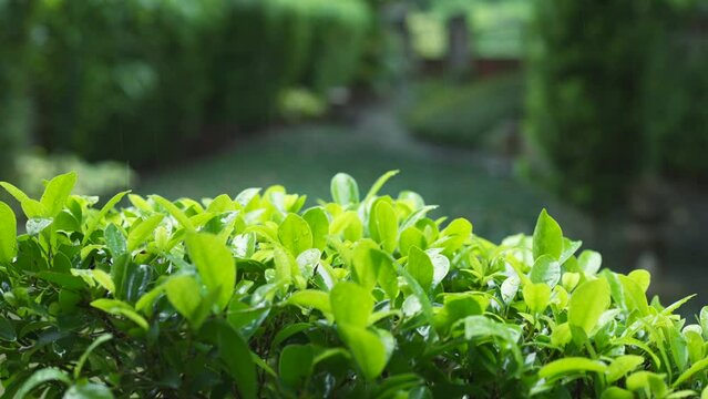 This video close-up captures the essence of tropical rainfall on vibrant greenery, providing valuable real-world visuals for climatology and weather pattern analysis. Climatology, Weather Concept
