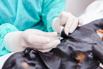A veterinarian gives an injection to a dog with a syringe in a veterinary hospital.