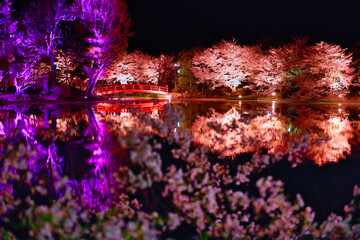 湖面に映る夜桜