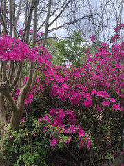 Fototapeta premium Pink flowers in the garden