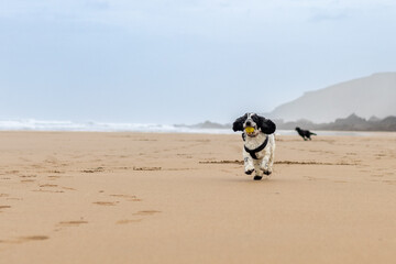 Blue Roan Cocker Spaniel Running On The Beach At  Sandymouth Bay In Devon
