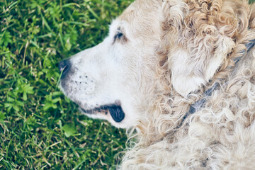 The head of a tired Labrador Retriever in close-up, against a background of green grass with copy space.. High quality photo