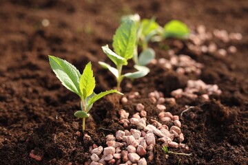 Granulated fertilizer and seedlings growing in soil, closeup