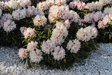 Rhododendron 'Roseum Elegans' (catawbiens hybrid) with white and pink flowers blooms in public city park "Krasnodar" or "Galitsky". Large bush of blooming azalea grows in flowerbed among white stones.