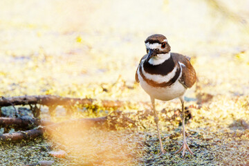 A killdeer (Charadrius vociferus), a small bird with beautiful markings, in southwest Florida - Powered by Adobe