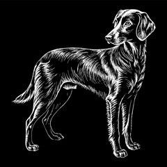 Dog Dawing, Hunting Greyhound Brittany Spaniel, full body side view in Engraving Style, White on a Black Background, using Negative Space. AI generated.
