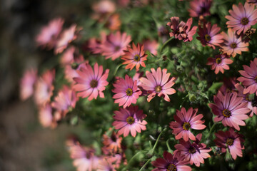 Fototapeta premium Fiori all'Elba