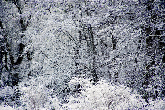 An enchanted forest blanketed in snow creates a monochromatic landscape showing winter's serene silence