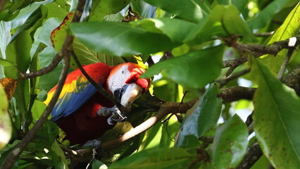 Ara Papagei im Urwald von Costa Rica