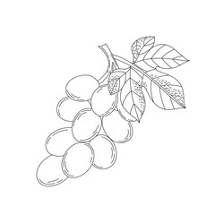 Hand drawn doodle sketch of grapes. Coloring page with a citrus fruit. Line art vector illustration on a white background