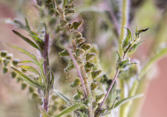 Very detailied photo of dangerous Ragweed. Its pollen causes a strong allergy. Real Photo (no A.I.)