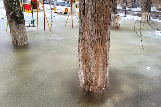 Tree trunk frozen water, spring melt water froze the tree.