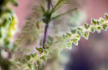 Very detailied macro photo of dangerous Ragweed. Its pollen causes a strong allergy. Real Photo (no A.I.)