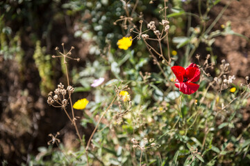 Fiori di campo