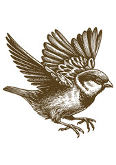 Sparrow bird Hand drawn illustration