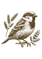 Sparrow bird Hand drawn illustration