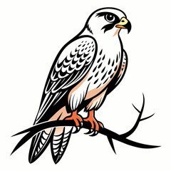illustrate-a-vector-outline-of-a-falcon-on-the-tre 