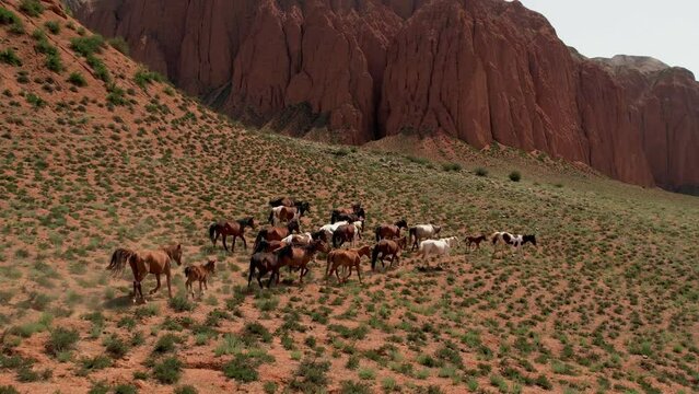 Herd of wild horses moves through the desert on the prairie among the mountains, Aerial View. Herd of horses, mustangs running on steppes. Travel around kyrgyzstan