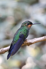 Costa Rica Kolibri