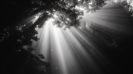 Black and white photography of the Sun light in forest, dark. Landscapes photography